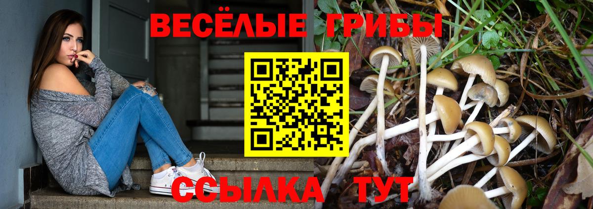 Кириши  Псилоцибиновые грибы Psilocybine cubensis  закладка  Вход с VPN 